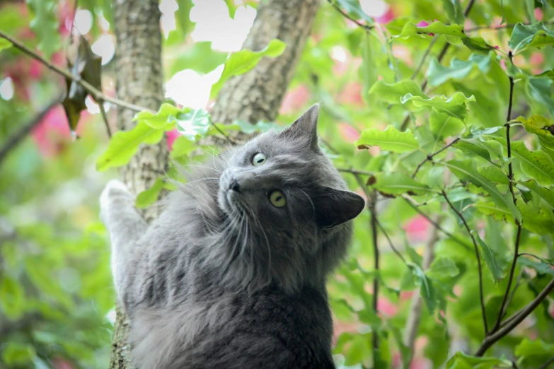 a gray cat is in a tree looking at soing