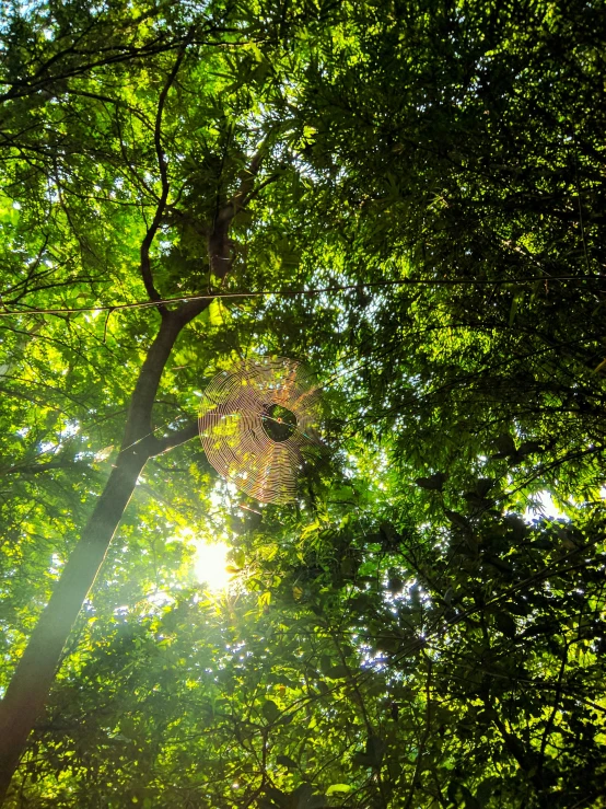 a view of the sun peeking through the leaves of a tree