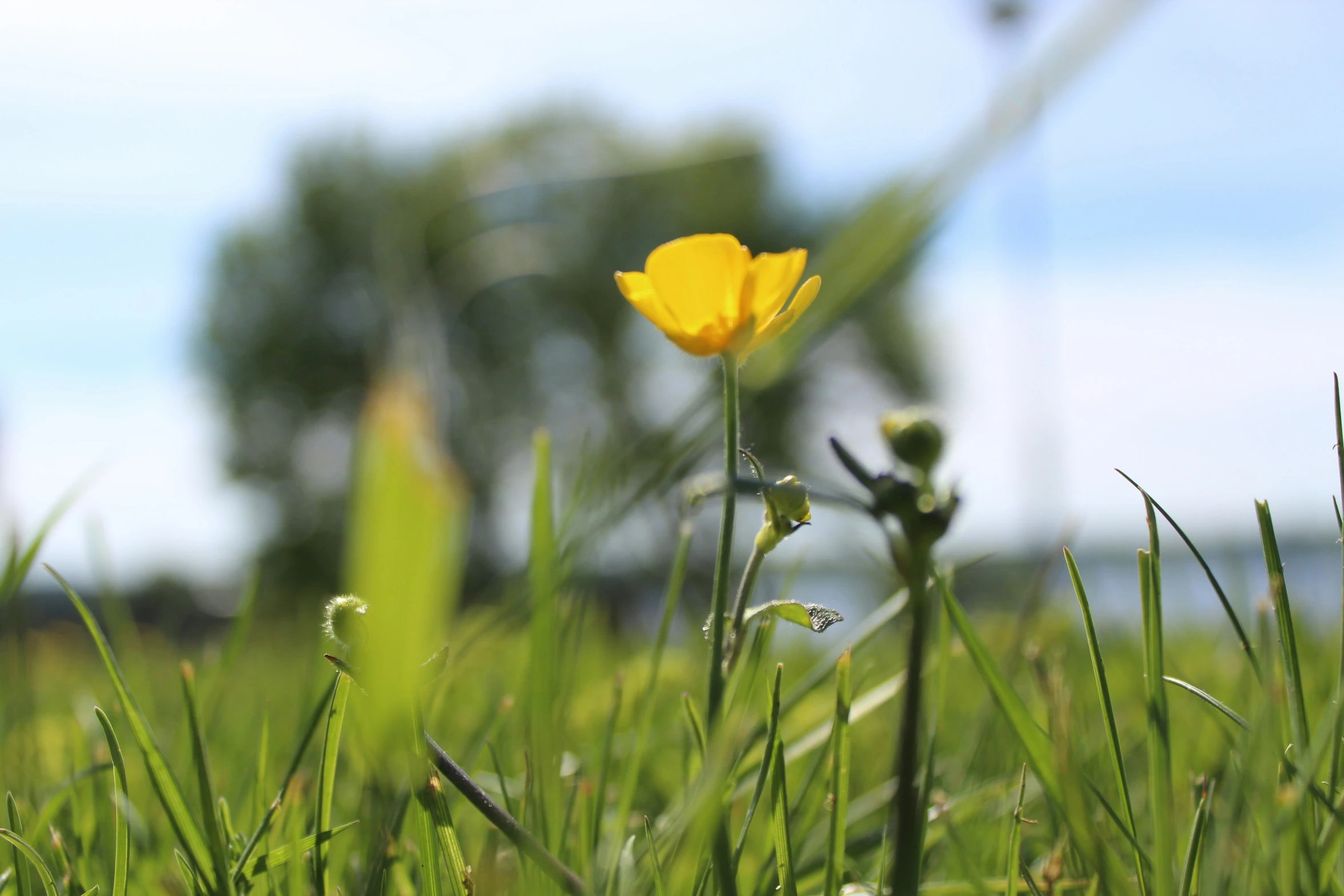 a lone flower is growing from the grass