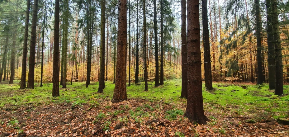 a group of pine trees standing next to each other