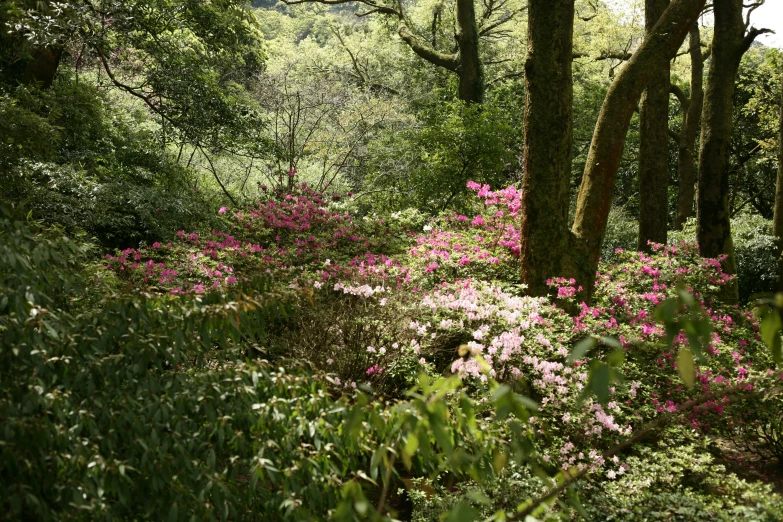 a forest with lots of trees and plants