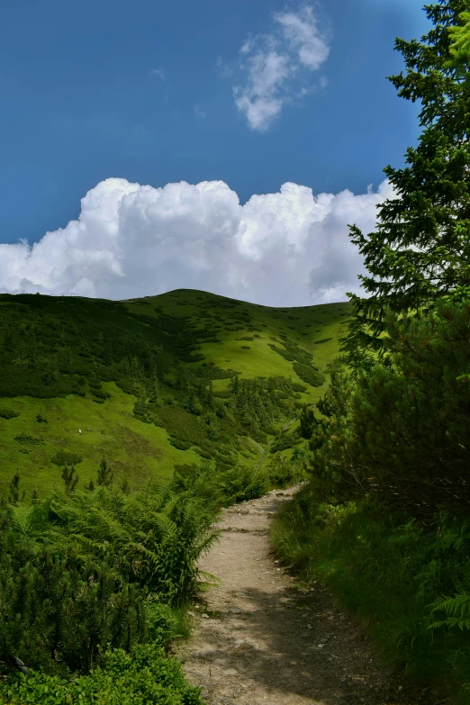 a scenic landscape s of lush green hills, grassy hillsides and a dirt road