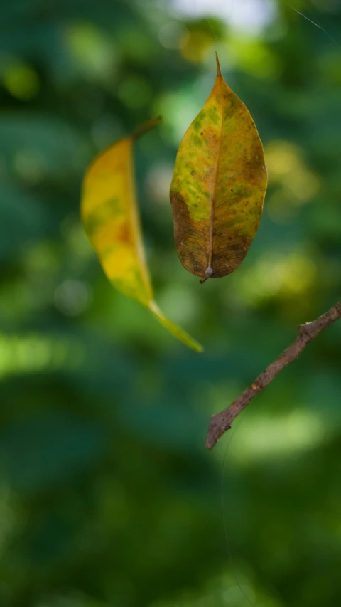 there is a yellow leaf on a tree nch