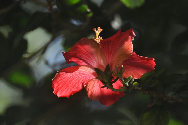 there is a bright pink flower with small green leaves