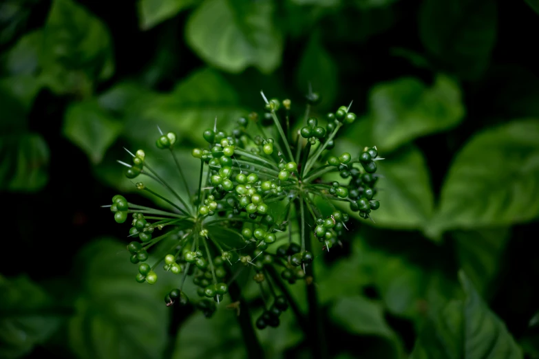 flowers are displayed surrounded by green leaves