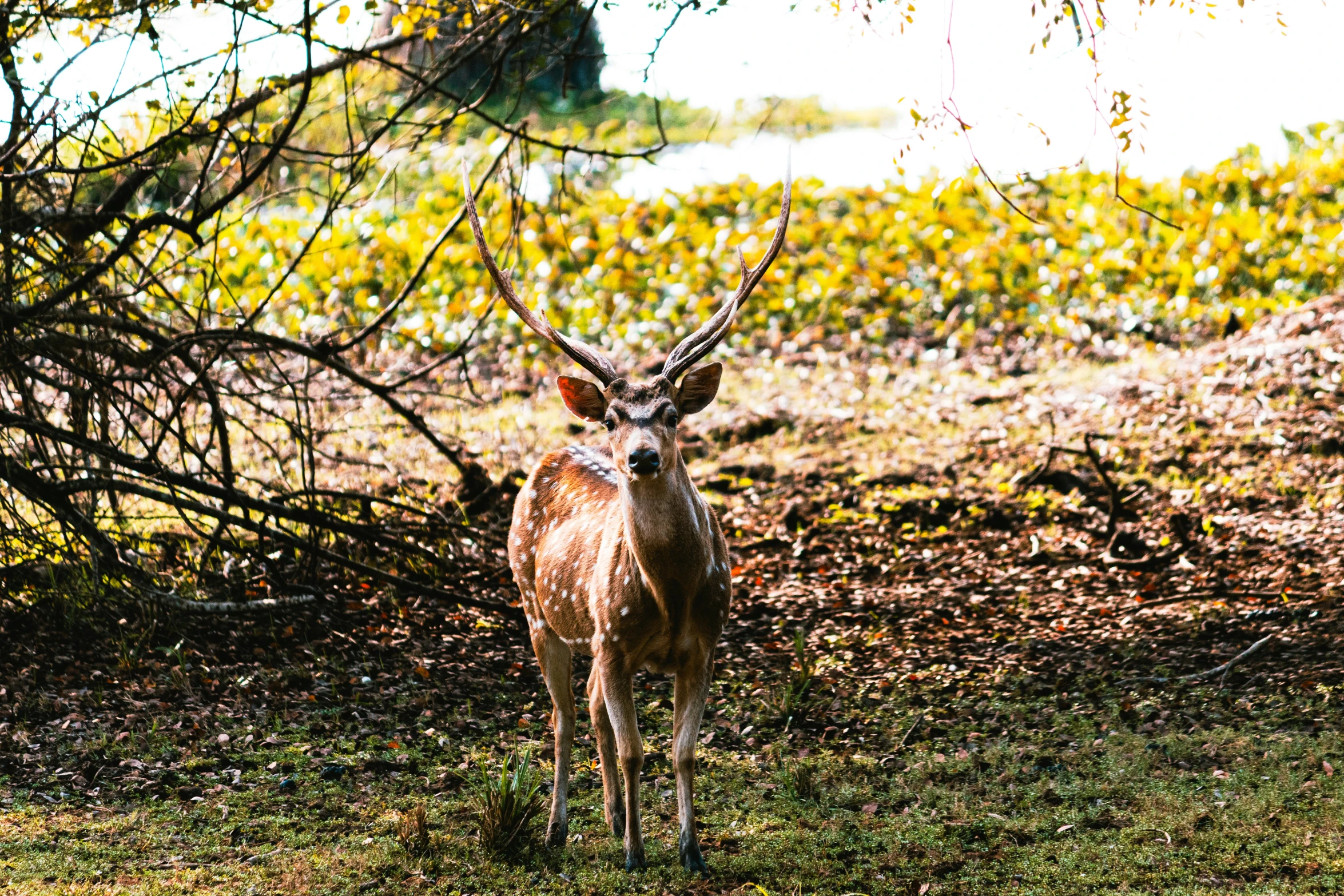 a very cute looking deer in the middle of some grass