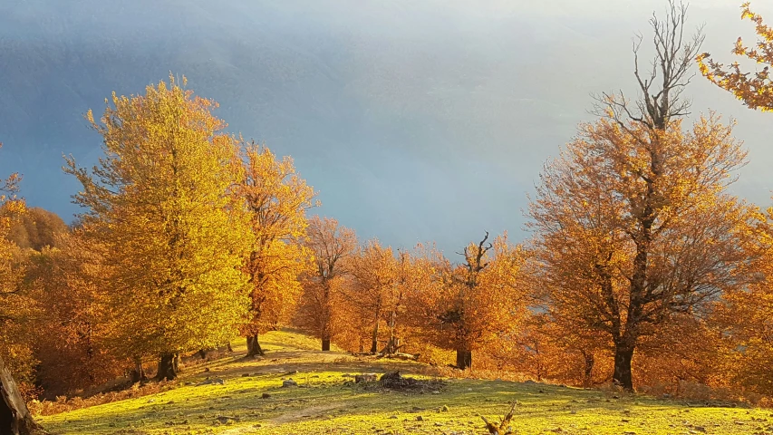 there is a mountain meadow surrounded by golden leaves