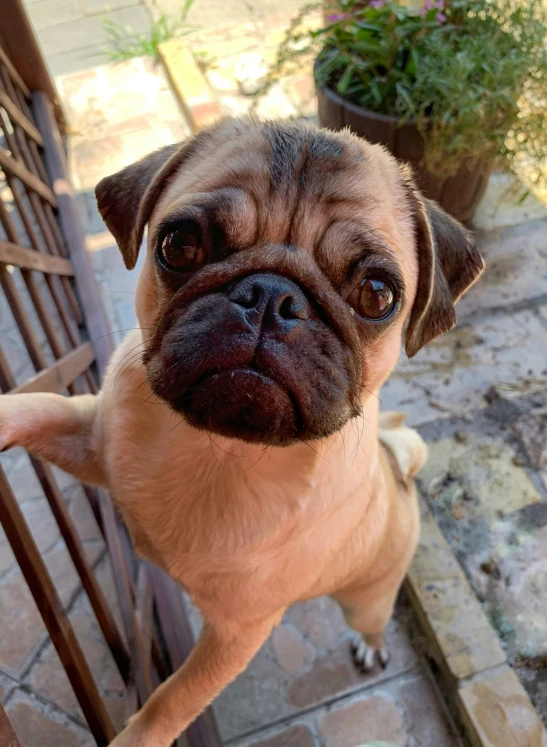 a brown pug standing in front of a fence looking at the camera