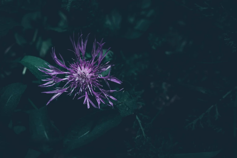 a pink flower in the dark with some leaves