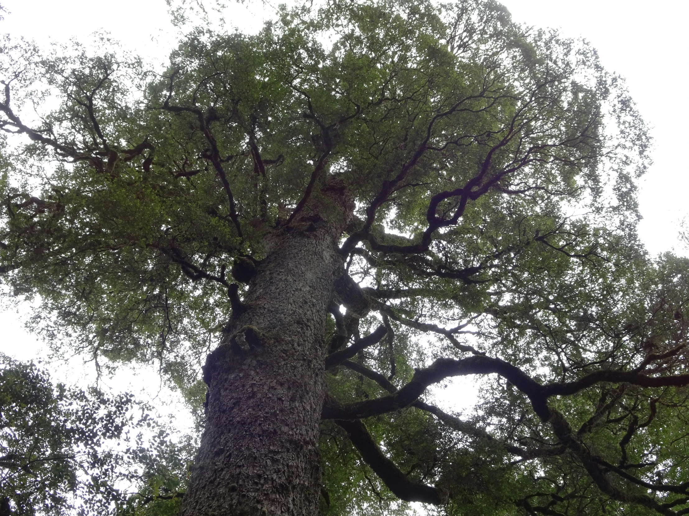 this tree has been deformed and is surrounded by many leaves