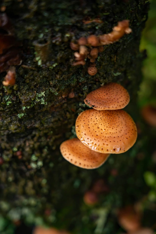 three mushrooms sitting on top of a moss covered tree