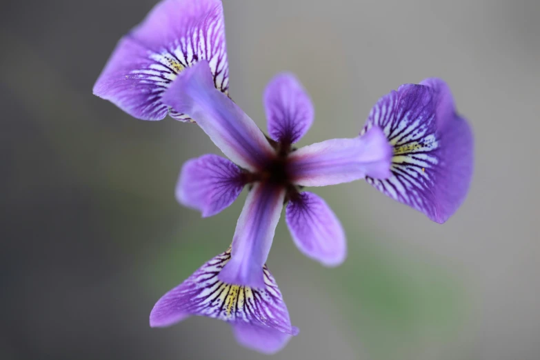 a group of purple flowers that are in the grass