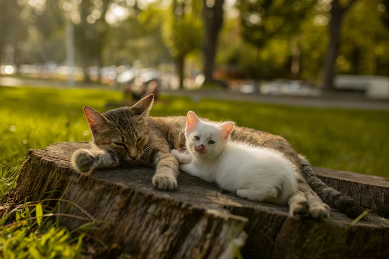two kittens laying in grass on a piece of wood