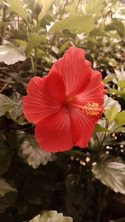 a flower that is blooming in the middle of foliage