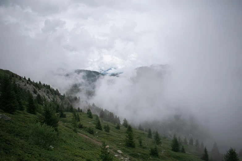 there are very many trees in the fog