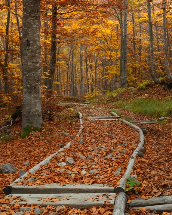 a path in the fall leaves with trees lining it