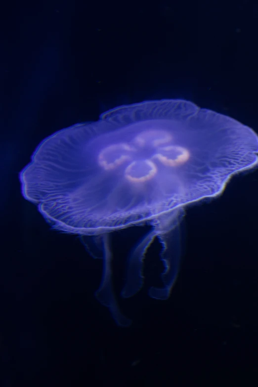 a jellyfish is shown in the deep blue water