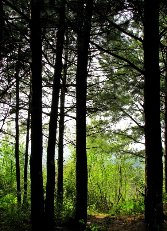 trees in the background as seen through an open area