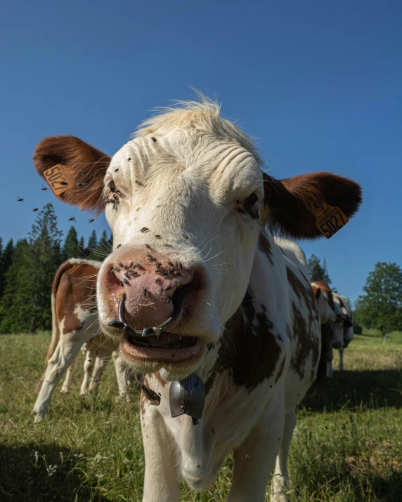 a white and brown cow is standing in a field