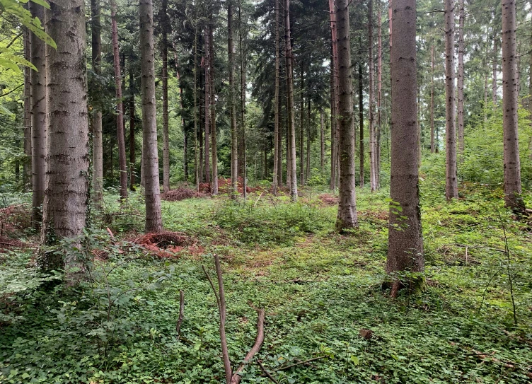 the tall trees in the wooded area is empty