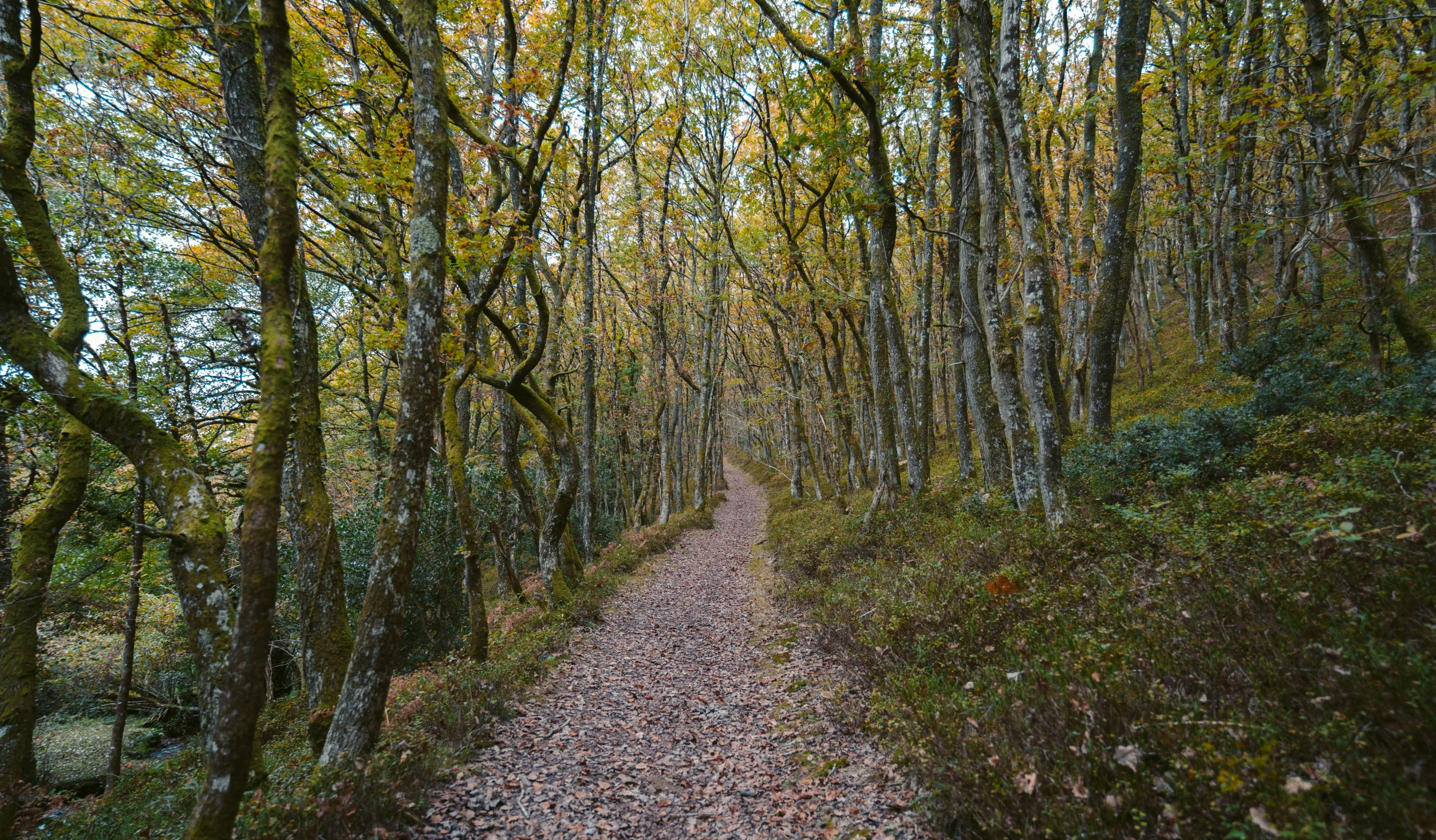 a trail in a wooded area with trees