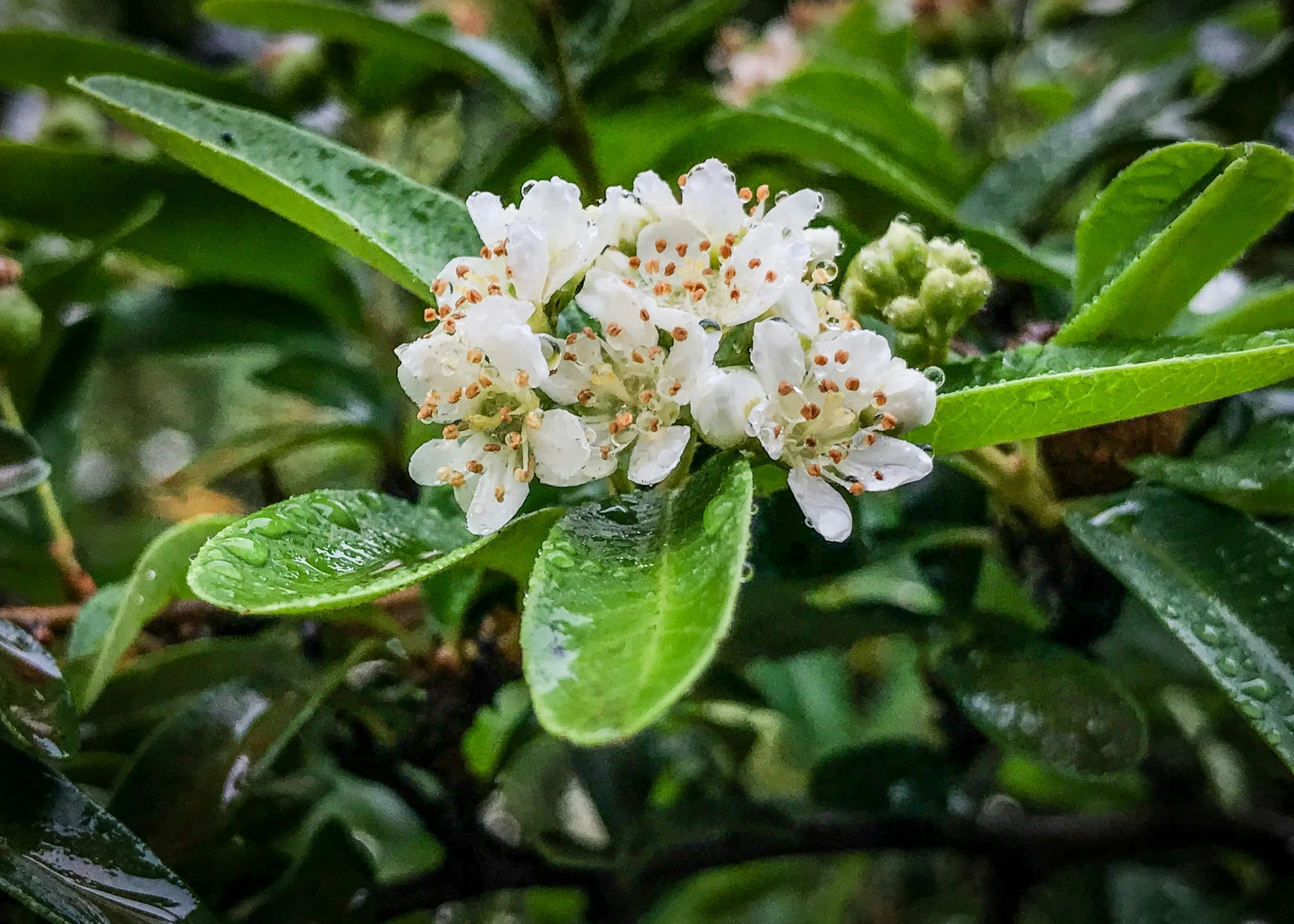 a tree with flowers that are blooming