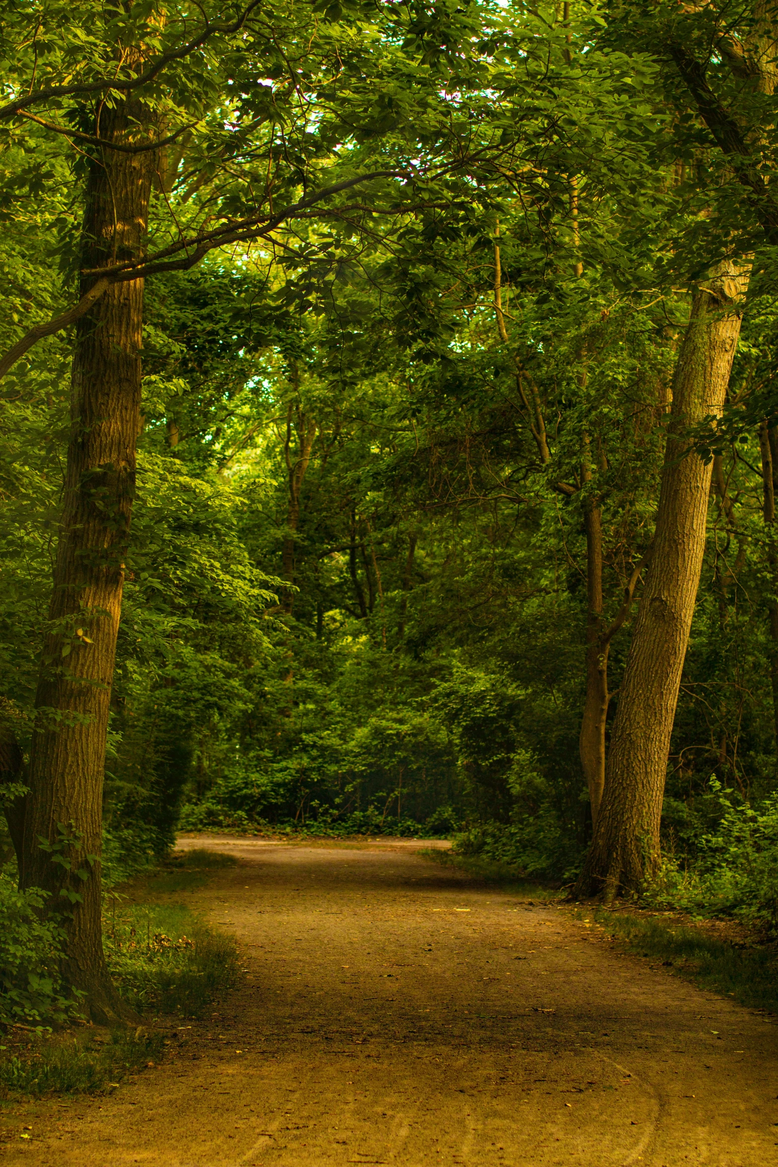 a dirt road surrounded by trees and green foliage