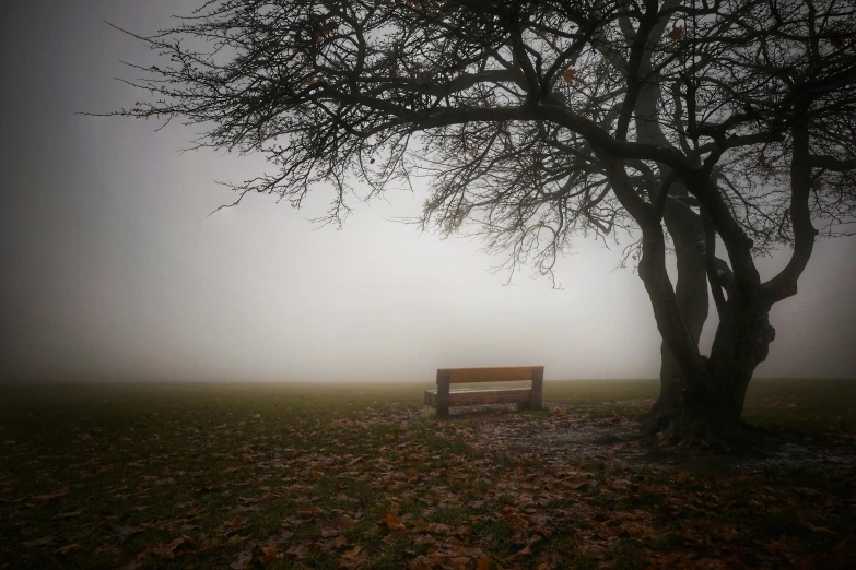 the bench is in the fog near the tree