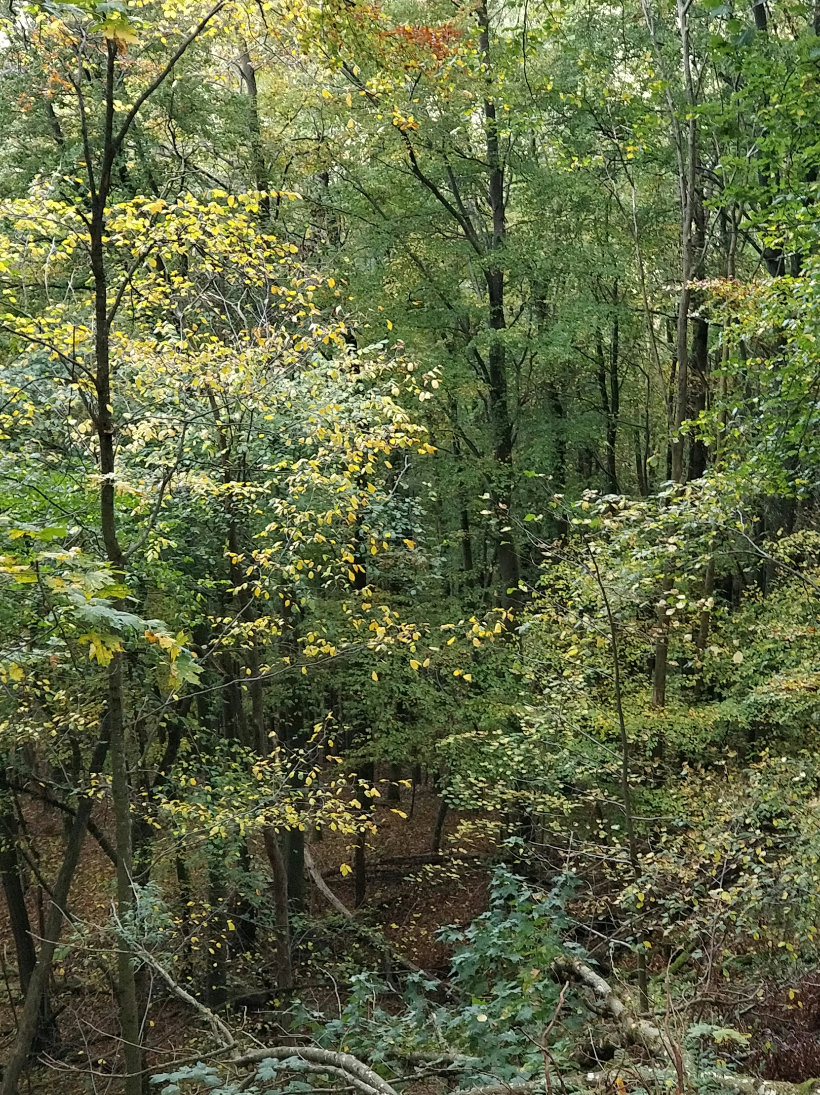 there is a bench in the forest by some trees