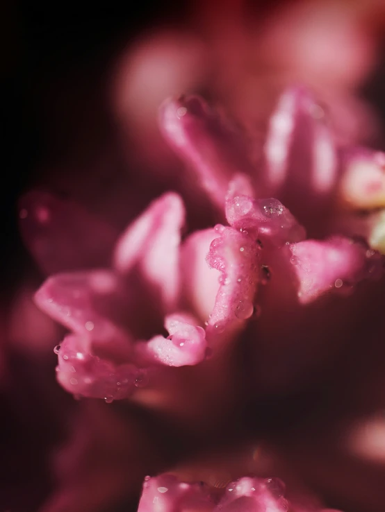 this is some water drops on a flower