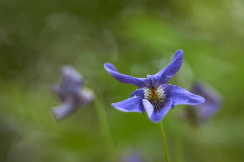 a single flower with many buds on it