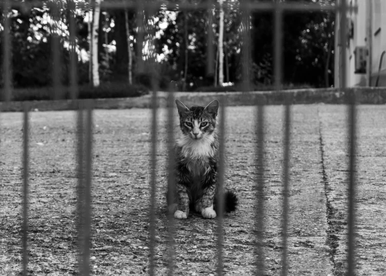 there is a cat behind a fence with it's paw sticking out