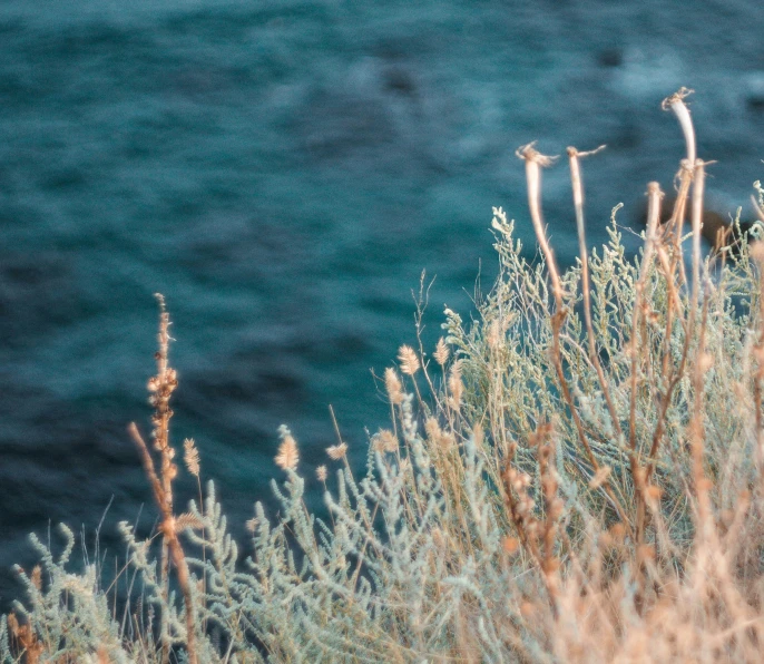 a view of the ocean through grass