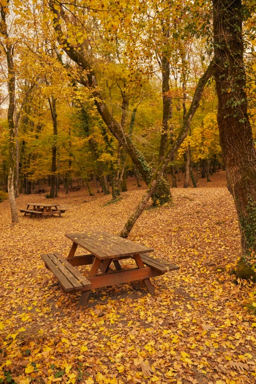 a wooden picnic table in an area covered with fallen leaves