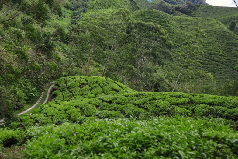 the winding path is very scenic and beautiful