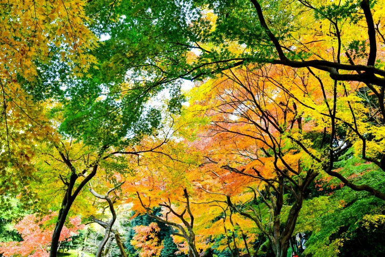 a city park filled with lots of green trees