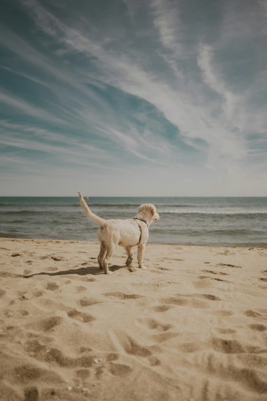 a dog stands on the beach holding up a white frisbee