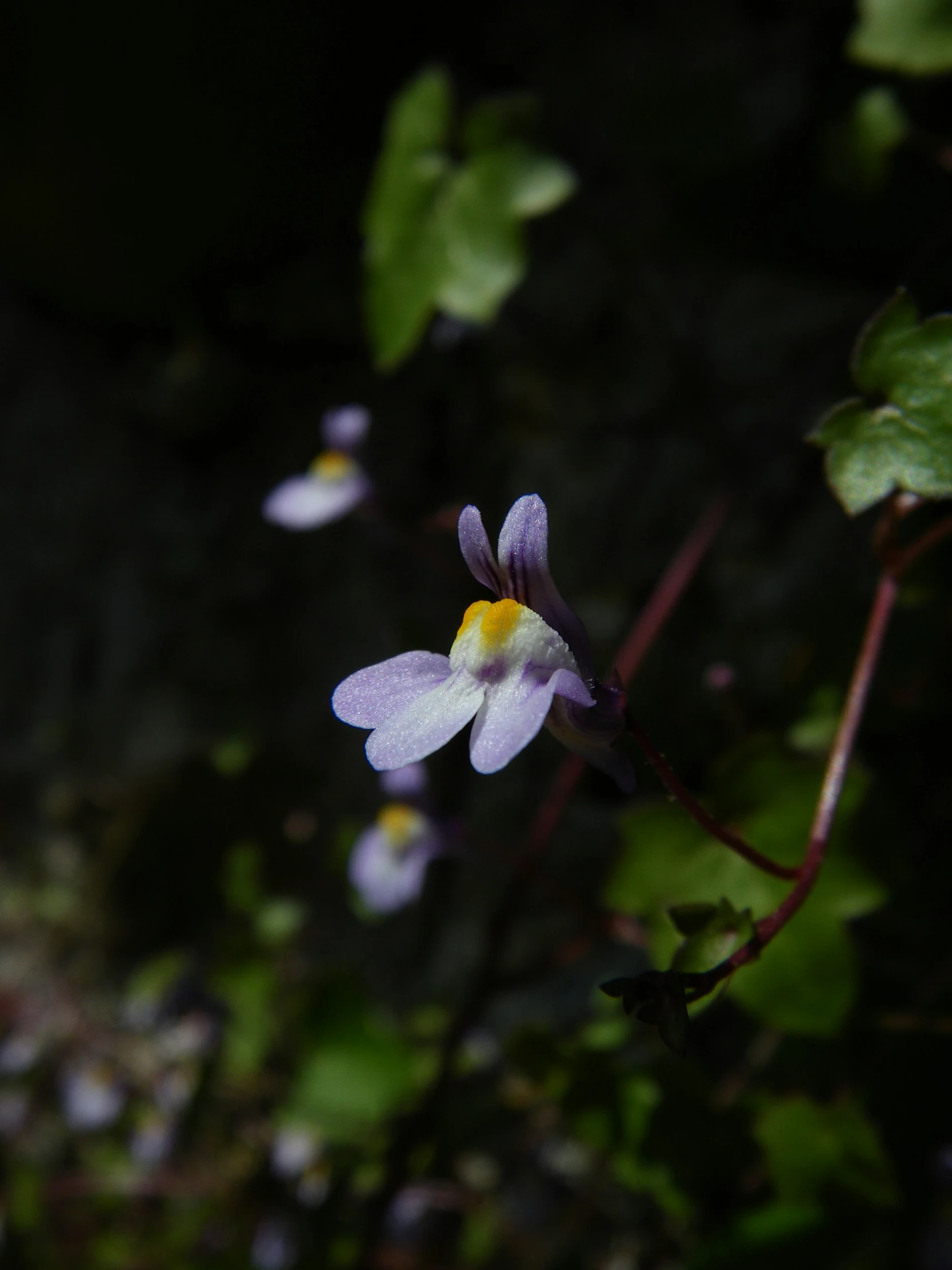 a small purple flower is growing near the leaves