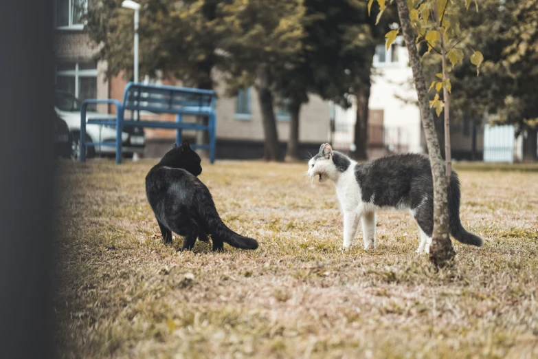 two cats standing outside by the trees looking at each other