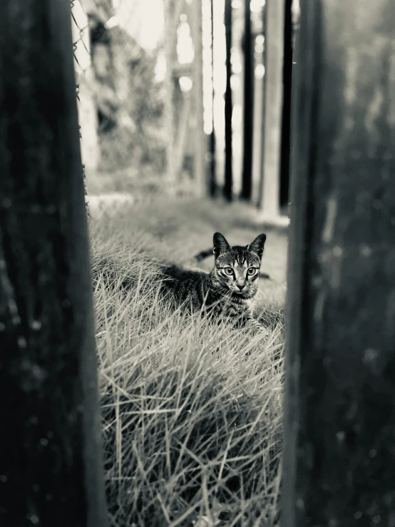 a cat is laying in the tall grass