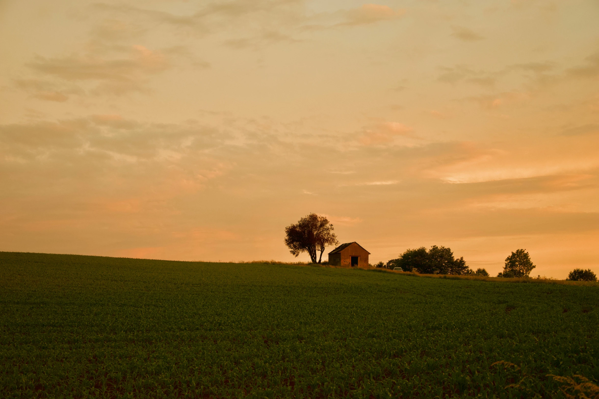 a grassy hill with two trees in it