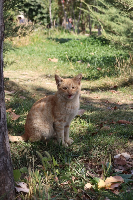 a brown cat sits in the shade of a tree