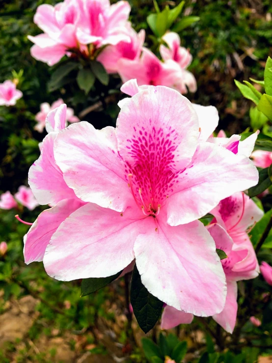 many pink and white flowers blooming out in the garden