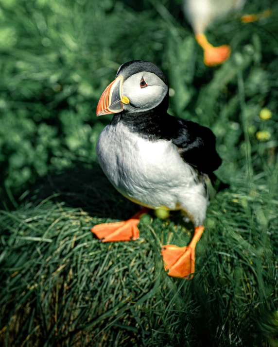 the small bird is standing on some grass