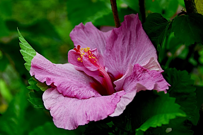 a large pink flower growing on a plant