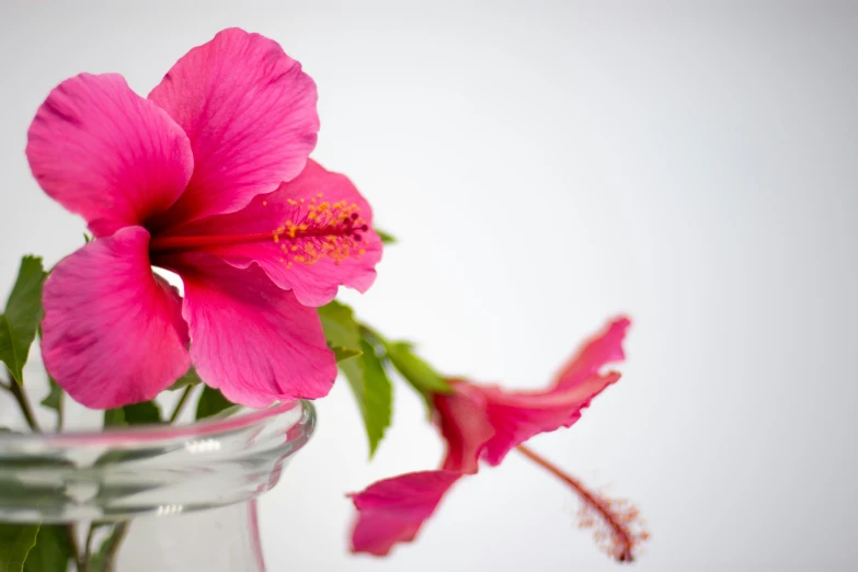 a vase with some flowers in it