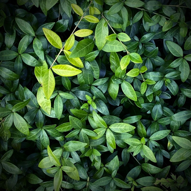 the green foliage has many large leaves