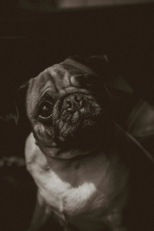 a pug looks up while looking straight up
