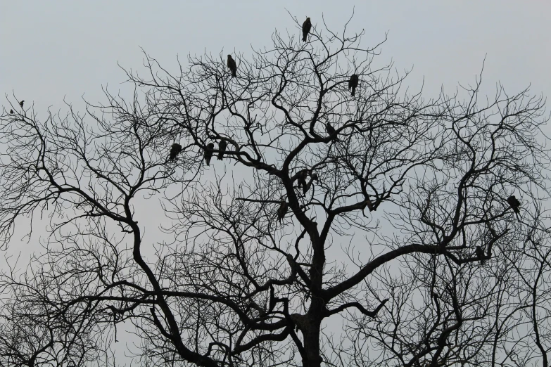 several black birds are sitting on a bare tree