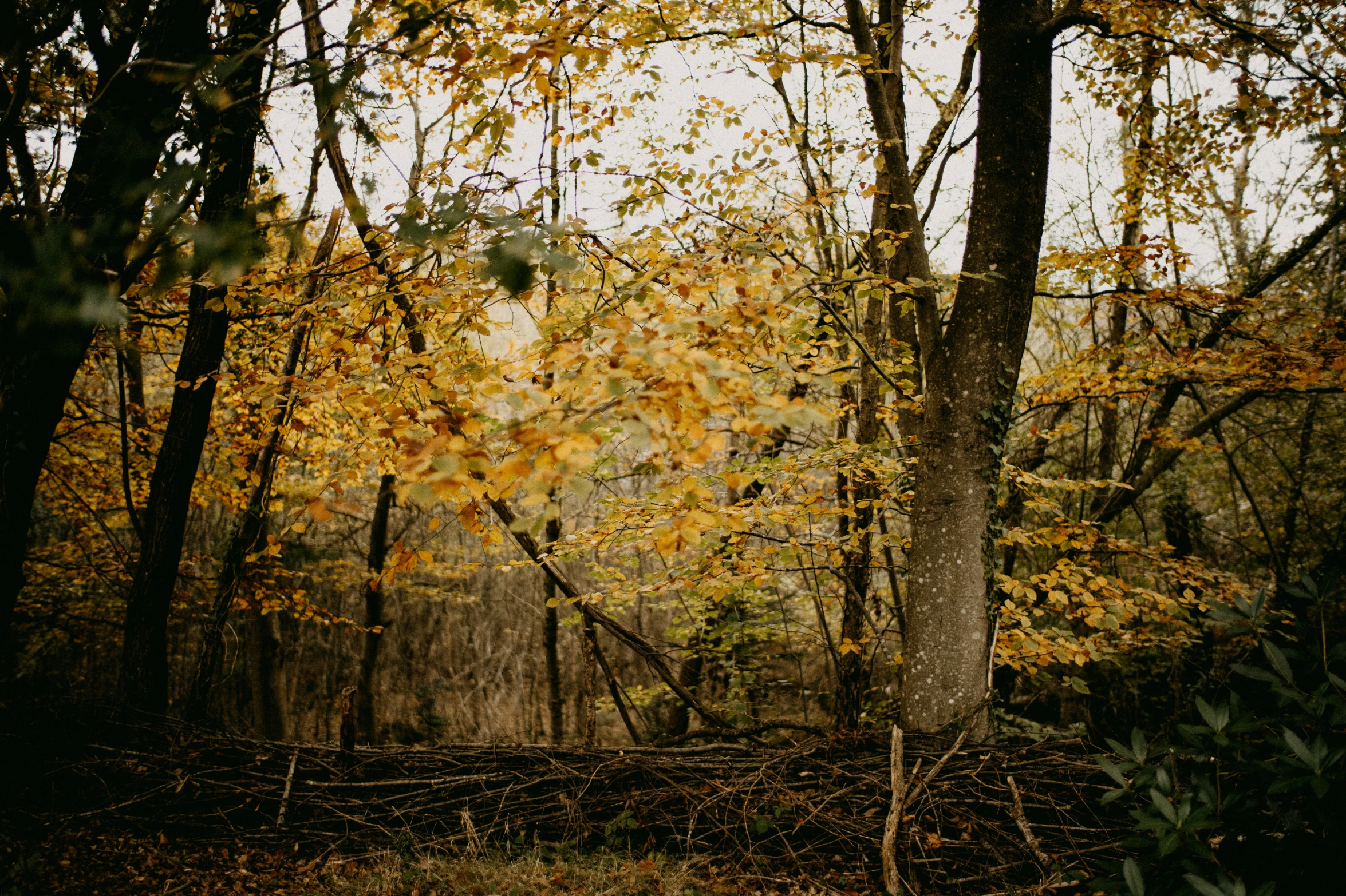 there is some tree with yellow leaves on it